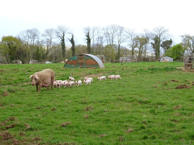 Cochons élevés en plein air