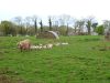 Cochons élevés en plein air