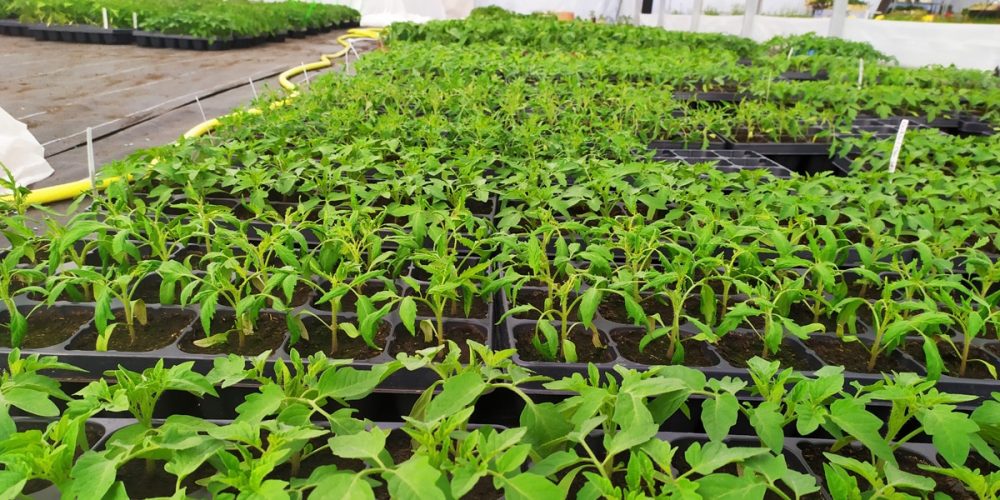Ty Plant, pépinière locale, Bretonne et BIO ! 🌱