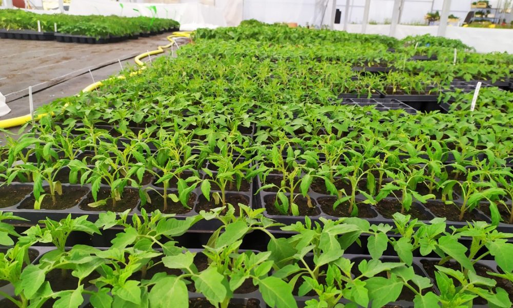 Ty Plant, pépinière locale, Bretonne et BIO ! 🌱