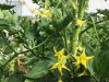Tylégumes - tomates en fleurs