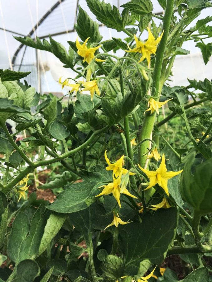 Tylégumes - tomates en fleurs