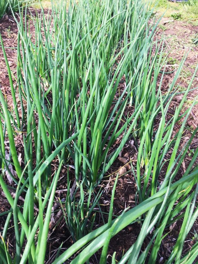 Tylégumes - vert