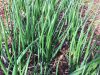 Tylégumes - vert