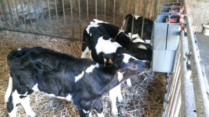Ferme de Ty motter vras