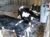 Ferme de Ty motter vras