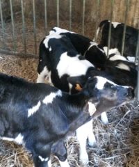 Ferme de Ty motter vras