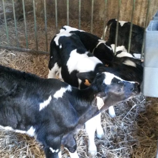 Ferme de Ty motter vras