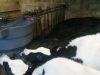 Les veaux sont nourris au biberon