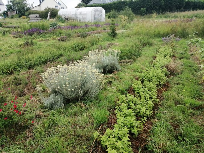 Un Pied devant l'Autre - de la graine à la plante