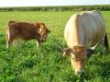 La Ferme de Kermenguy