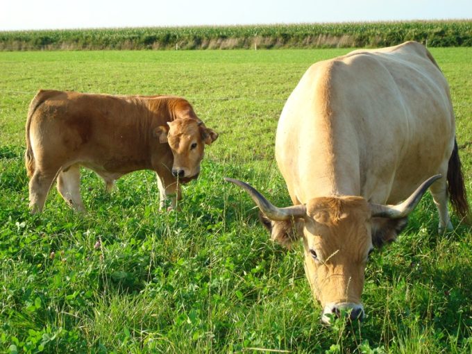 La Ferme de Kermenguy