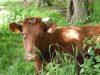 Vaches élevées en plein air