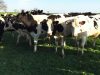 Les vaches, principales actrices de bonnes glaces artisanales !