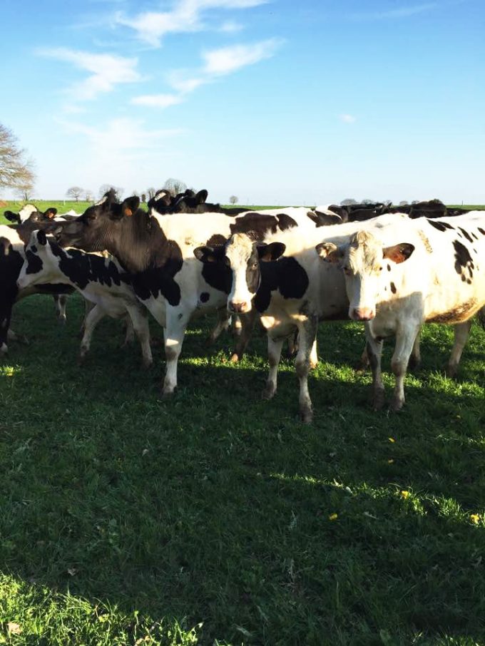 Les vaches, principales actrices de bonnes glaces artisanales !