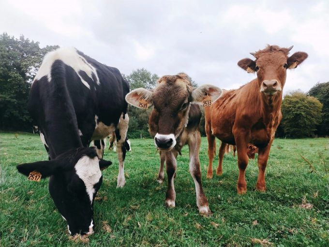 Les Vaches à Laezh - couleurs
