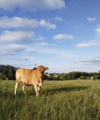 Les Vaches à Laezh