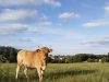 Les Vaches à Laezh