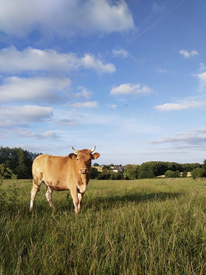 Les Vaches à Laezh