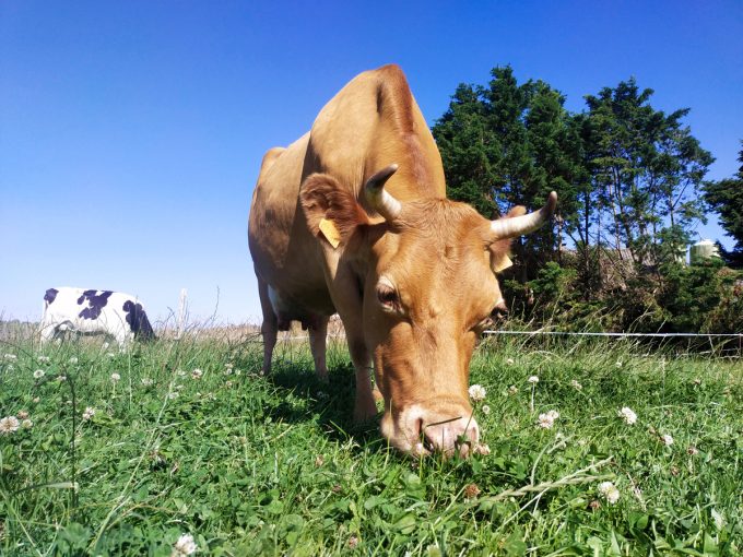 Les Vaches à Laezh - herbe et fleurs
