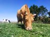 Les Vaches à Laezh - herbe et fleurs