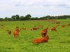 Les vaches de race Limousine au pré