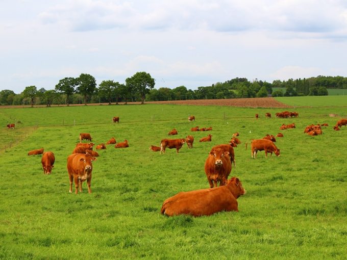 Les vaches de race Limousine au pré