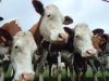 Vaches Montbéliardes