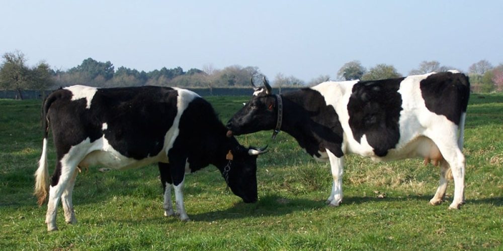 La Bretonne Pie Noir : une petite vache 100% bretonne