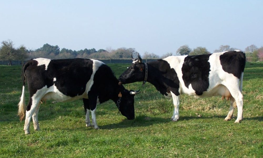 La Bretonne Pie Noir : une petite vache 100% bretonne