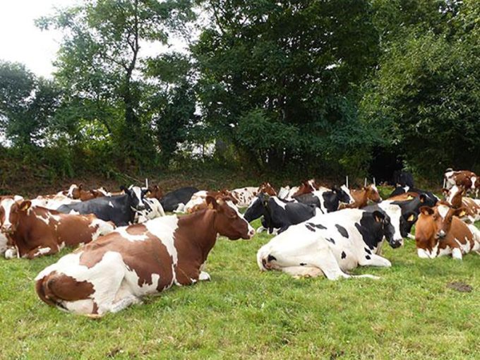 Les vaches