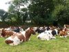 Les vaches