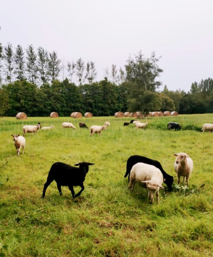 Ferme du groin à l&rsquo;airbe