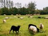 Ferme du groin à l&rsquo;airbe