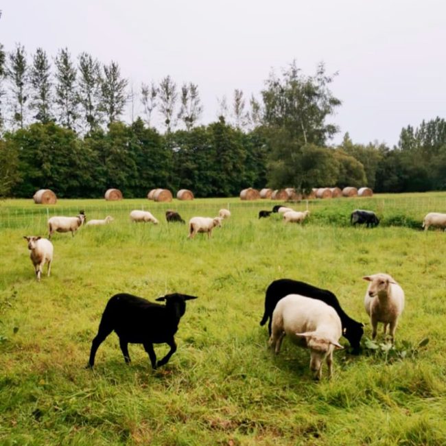 Ferme du groin à l&rsquo;airbe