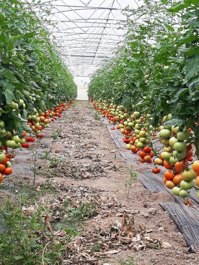 Serre de tomates