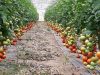 Serre de tomates