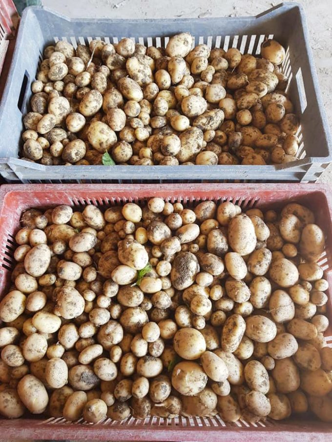 Culture de pomme-de-terre en agriculture raisonnée