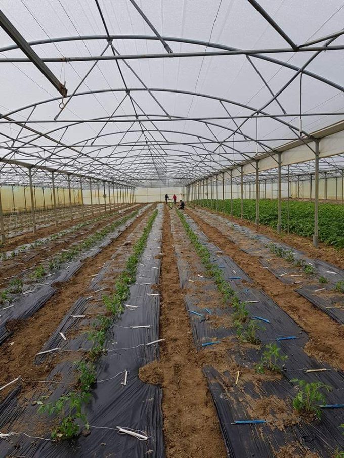 Pollinisation des serres par les bourdon