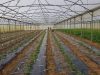 Pollinisation des serres par les bourdon