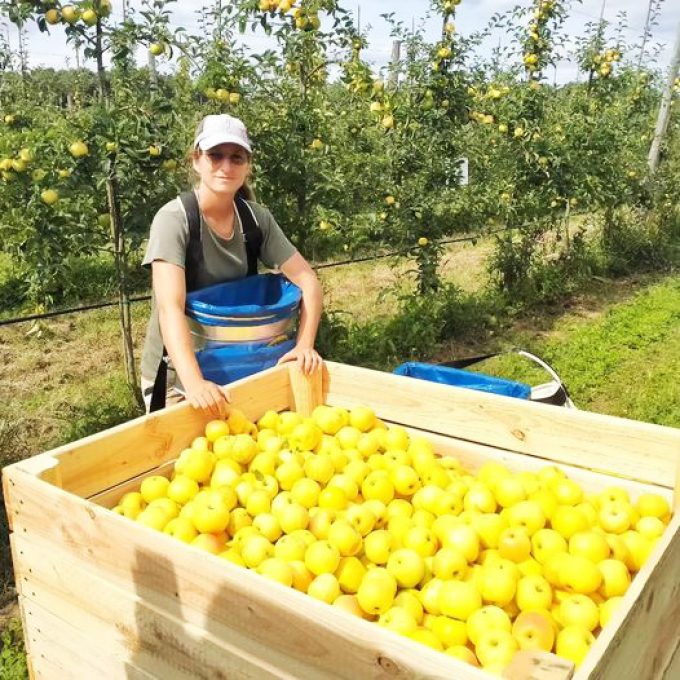 Le Verger de mon voisin - récolte de pommes