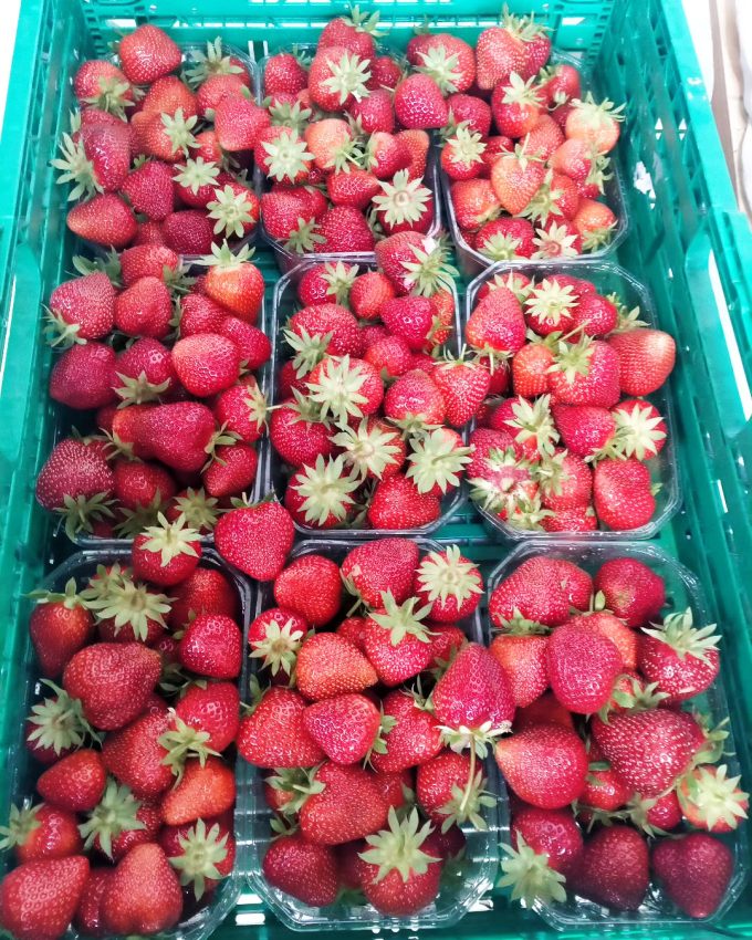Le Verger de mon voisin - fraises