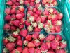 Le Verger de mon voisin - fraises