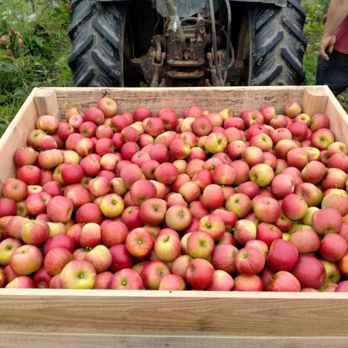 Le Verger de mon voisin - pommes en caisse