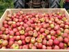 Le Verger de mon voisin - pommes en caisse