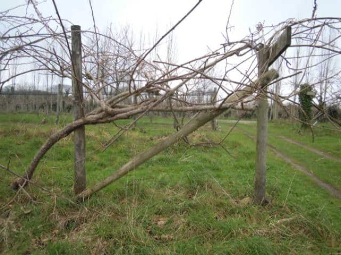 Verger (hiver)