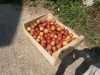 Nombreuses variétés de prunes