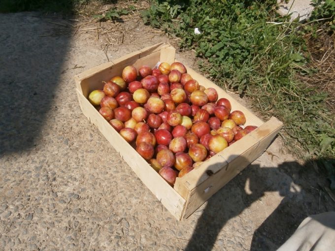 Nombreuses variétés de prunes