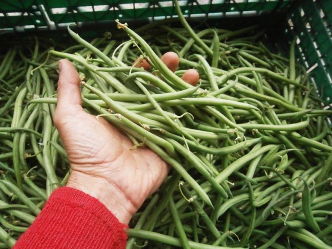 Légumes en vente directe