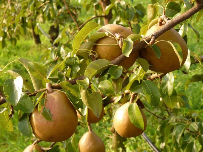Pommes du Verger du Menez